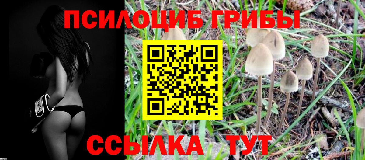 Грозный  Галлюциногенные грибы Psilocybe  Вход с VPN 